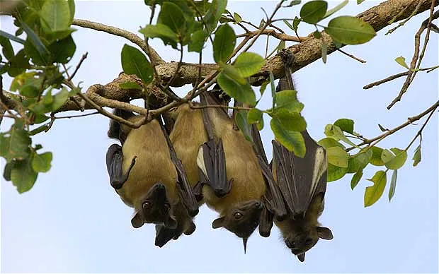 Fruit Bats of Zanzibar